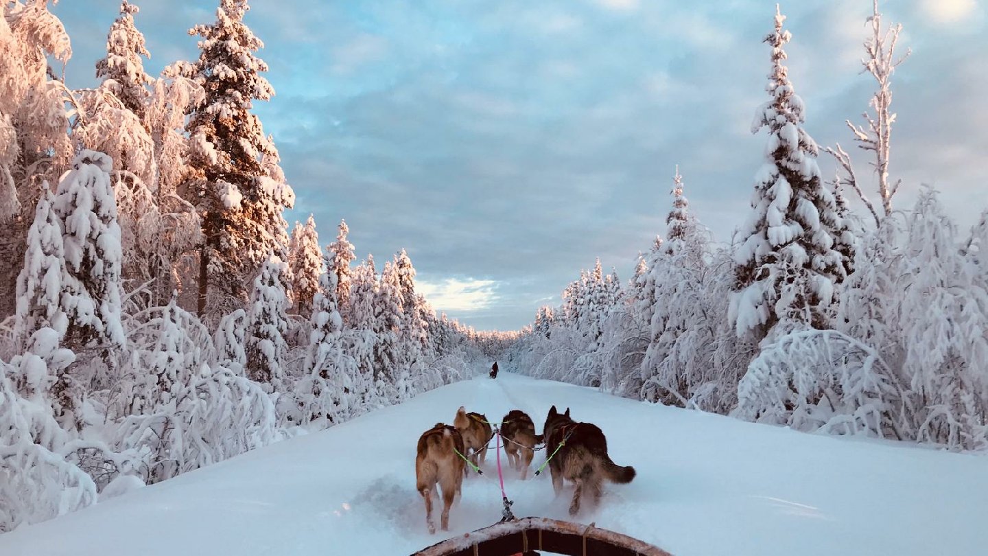 OpenLappland - Chien de traîneau et Séjours en Laponie